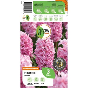 GROW by OBI Hyazinthe Fondant Rosa 3 Stück Hyacinthus orientalis Fondant
