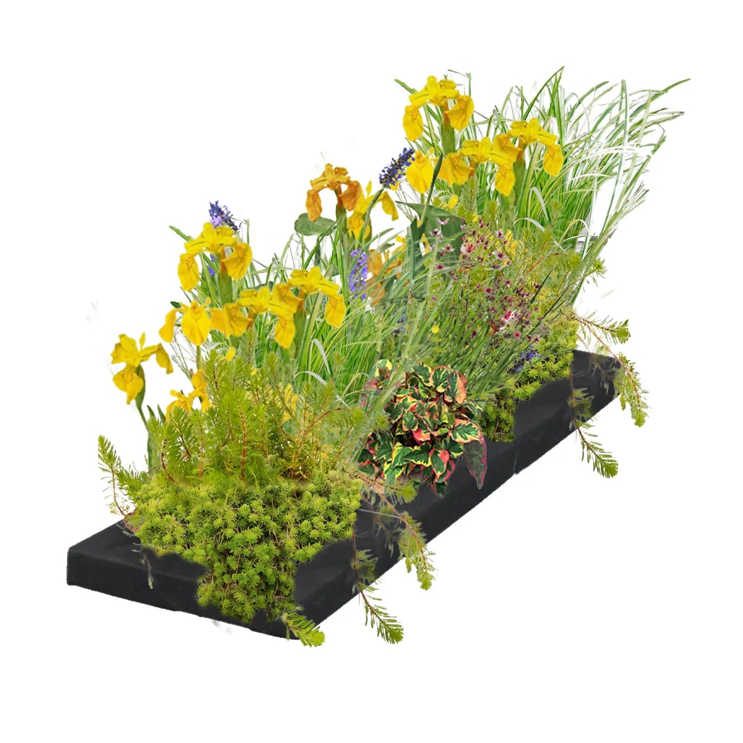 Vdvelde Filterinsel Für Teich 75x25 Cm Komplettset Mit 12 Wasserpflanzen