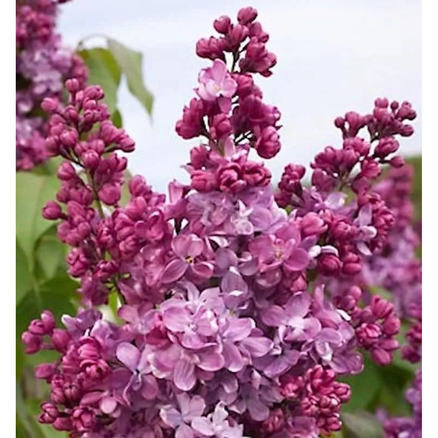 Edelflieder Prince Wolkonsky 60-80cm - Syringa vulgaris