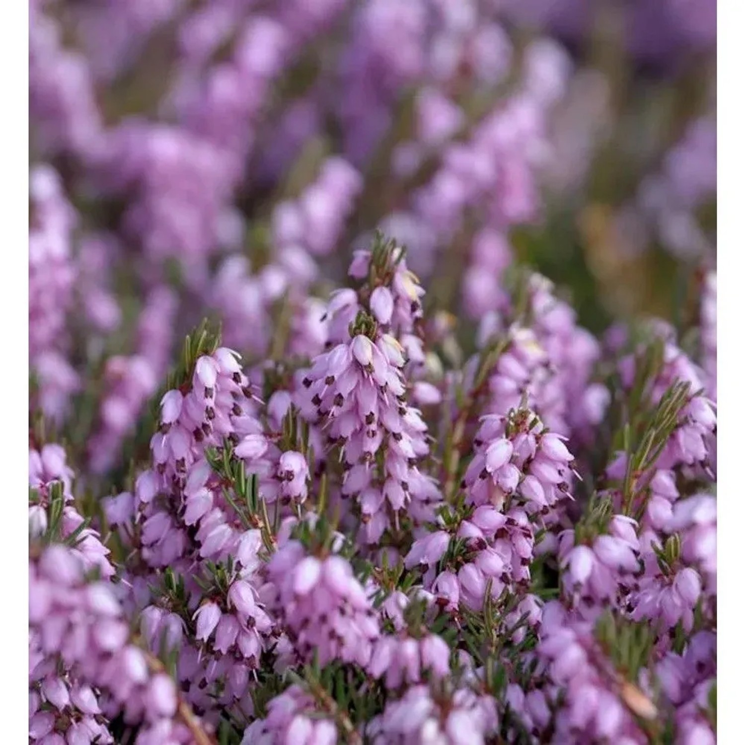 10x Englische Heide Darley Dale - Erica darleyensis