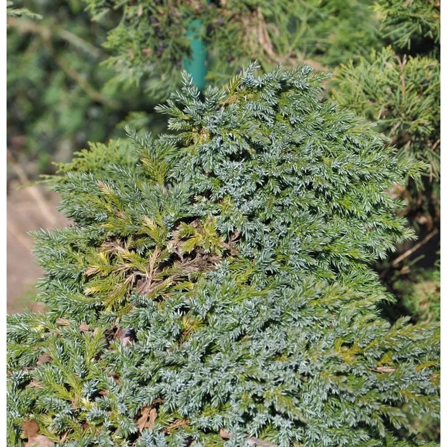 Teppichwacholder Holger 20-30cm - Juniperus squamata