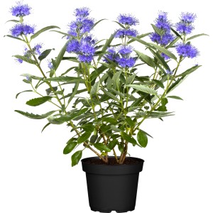 Blühende OBI Bartblume im Topf, blaue Blüten, ca. 3 l Container.