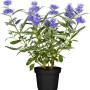 Blühende OBI Bartblume im Topf, blaue Blüten, ca. 3 l Container.