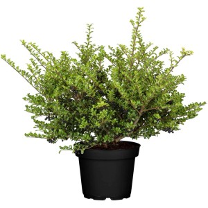 Ilex crenata 'Convexa' im Topf, 30-40 cm hoch, immergrüne Heckenpflanze mit kleinen, dunklen Blättern.