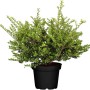 Ilex crenata 'Convexa' im Topf, 30-40 cm hoch, immergrüne Heckenpflanze mit kleinen, dunklen Blättern.