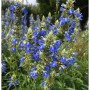 Blühender Pfeffer-Salbei (Salvia uliginosa) mit leuchtend blauen Blüten.