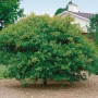 Acer Ginnala Feuer-Ahorn, 60-100 cm, mit grünen Blättern im Garten.