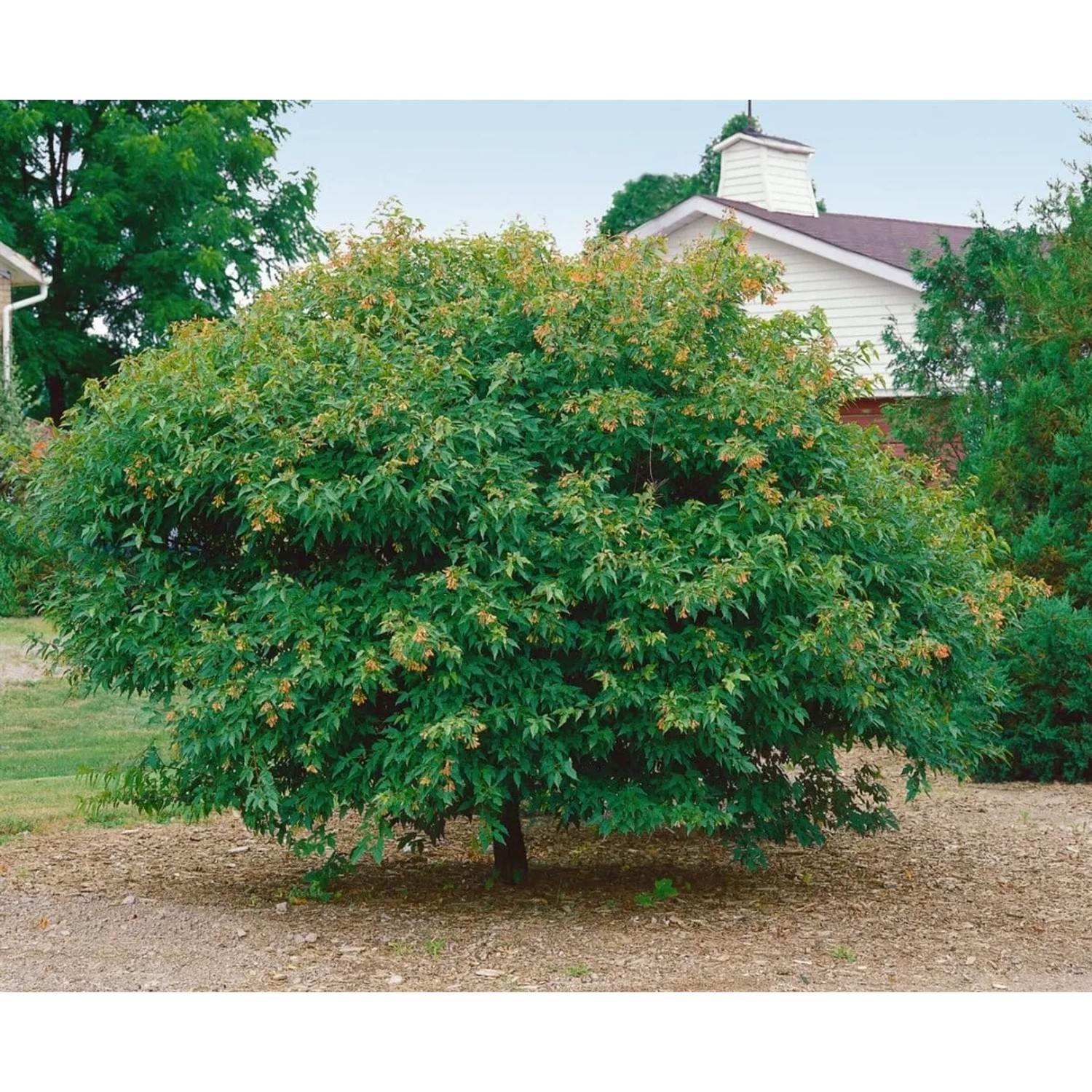Acer Ginnala Feuer-Ahorn, 60-100 cm, mit grünen Blättern im Garten.