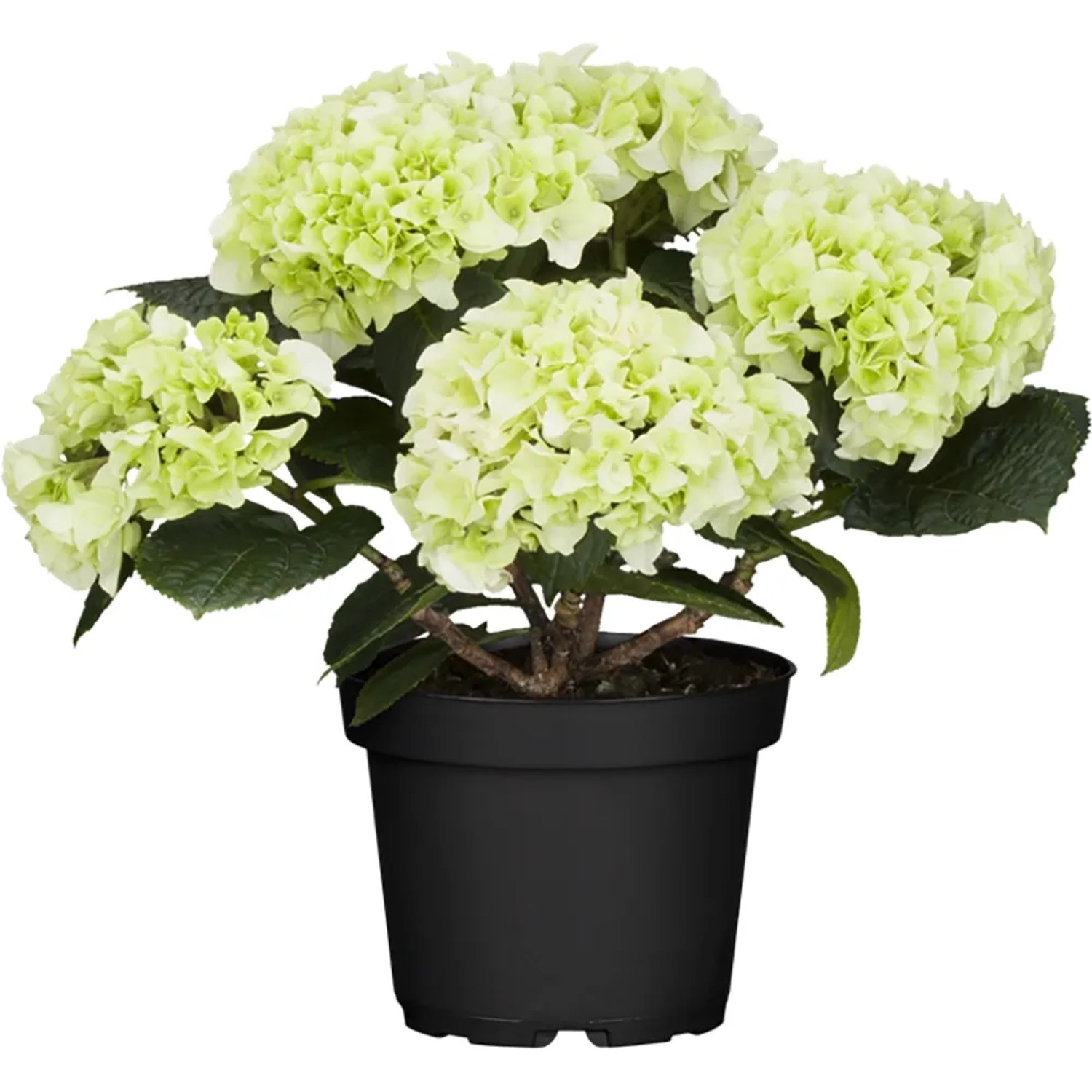 Hortensie Im Topf Kaufen