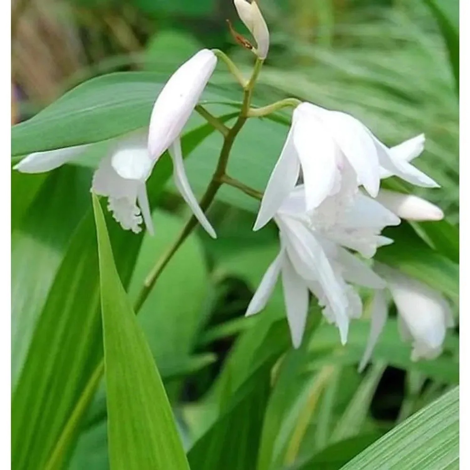 China Freiland Orchidee Alba - Bletilla striata