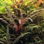 Dennerle Plants Aquariumpflanze Hygrophila Pinnatifida mit fiederschnittigen Blättern.