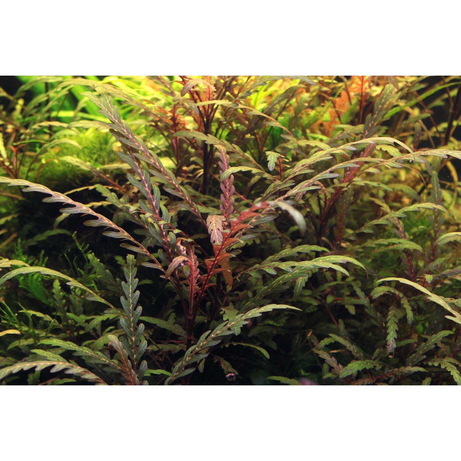 Dennerle Plants Aquariumpflanze Hygrophila Pinnatifida mit fiederschnittigen Blättern.