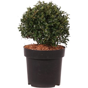 Japanische Stechpalme 'Stokes' als Kugel im Topf, ca. 15cm hoch.