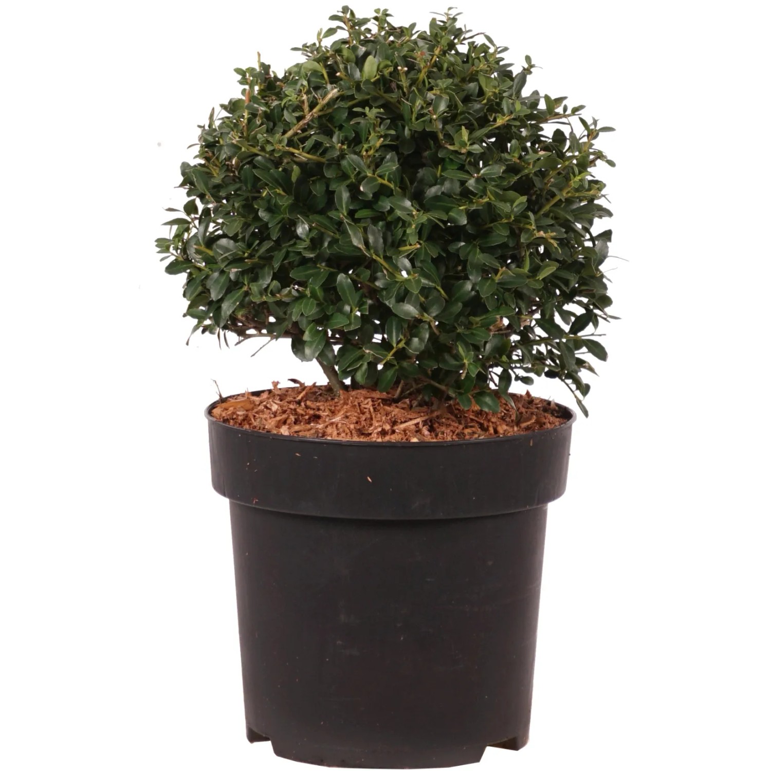 GROW by OBI Japanische Stechpalme "Stokes" Kugel H ca. 15cm Topf 2,8l Ilex  cr. kaufen bei OBI