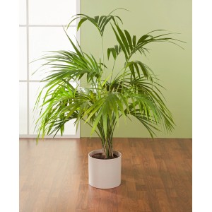 Scheurich Übertopf 828, Ø 19 cm, Sesame, mit Grünpflanze im Wohnraum.