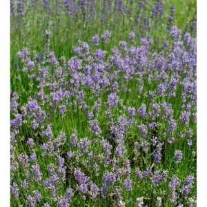 Blühender Lavendel 'Dutch' (Lavandula intermedia) im Gartenbeet.