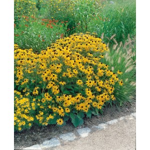 Gelber Sonnenhut Goldsturm (Rudbeckia) im Gartenbeet, Topf-Ø ca. 9 cm.