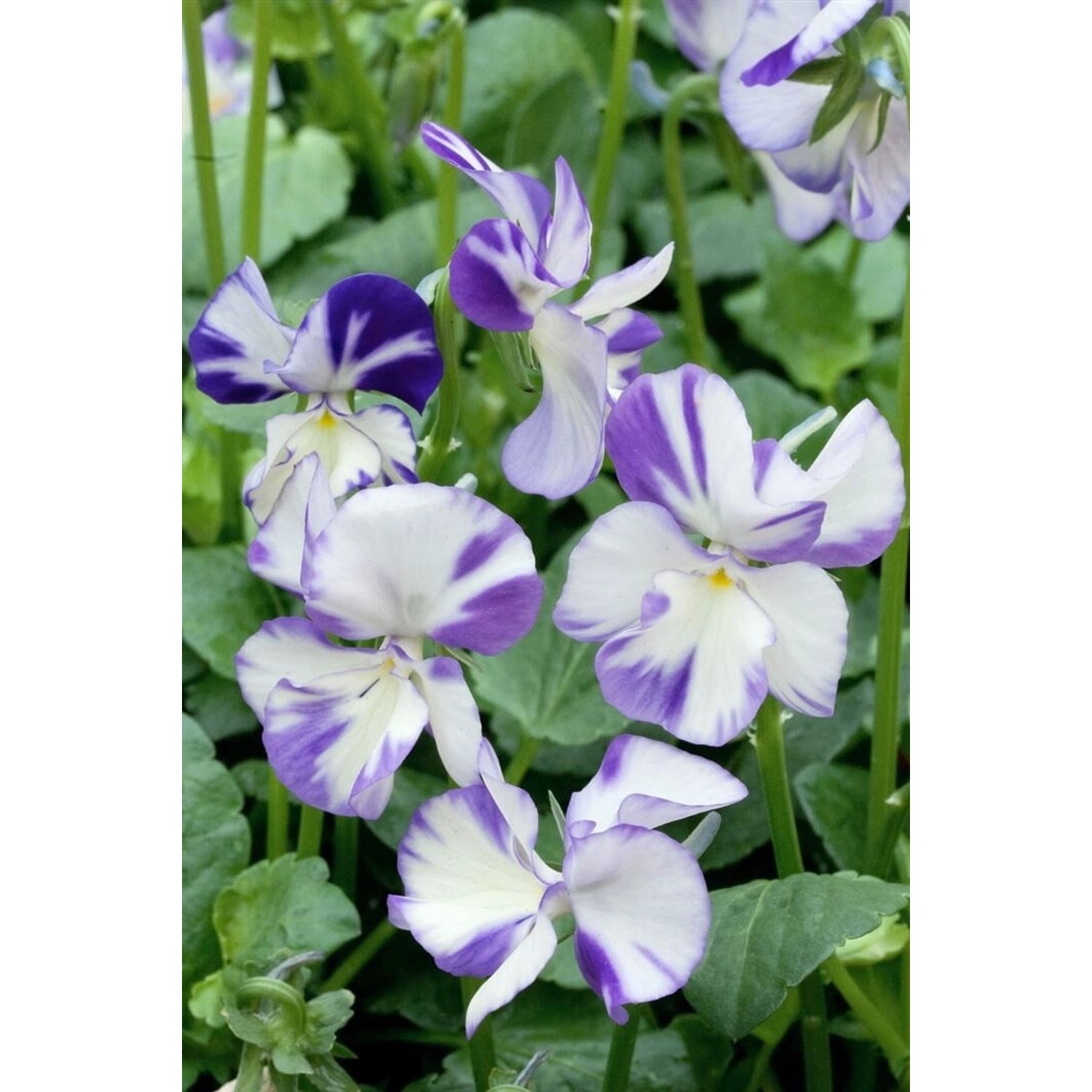 Viola Cornuta Hornveilchen Rebecca Ca 9x9 cm Topf günstig online kaufen