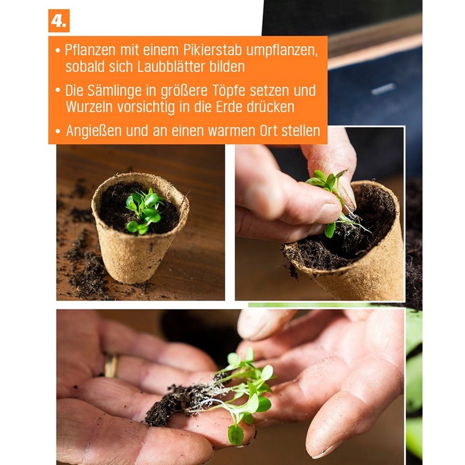 Anzucht-Pflanztöpfe aus Kokosfaser mit Setzlingen, bereit zum Umpflanzen.