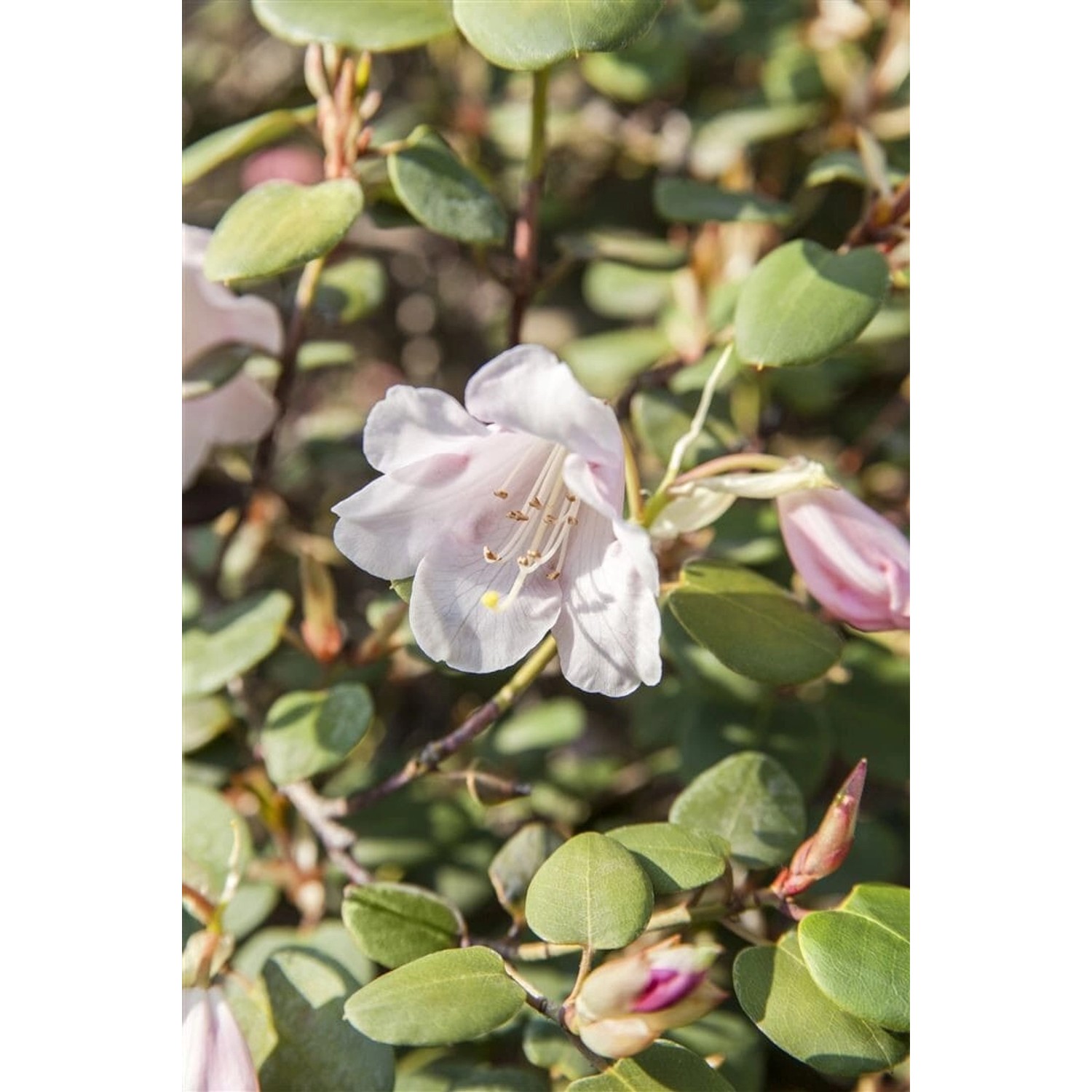 Rhododendron Williamsianum Wildart Rosa Blüten 30–40 cm günstig online kaufen