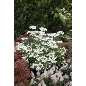 Japanischer Schneeball 'Watanabe' mit weißen Blüten im Garten, 125-150 cm hoch.