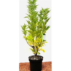 Säulenförmiger Schwarzer Holunder (Sambucus Nigra Obelisk) im Topf, 60–80 cm hoch.