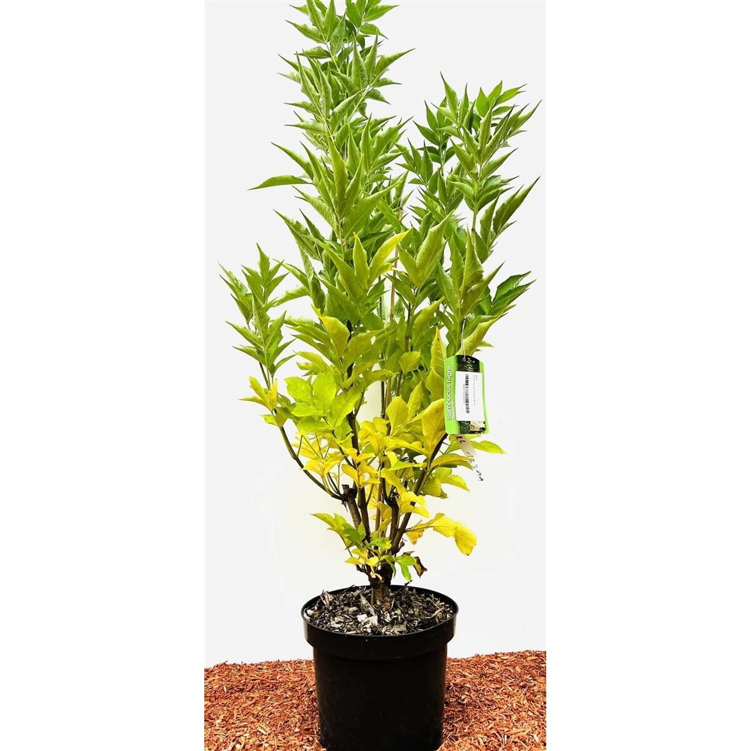 Sambucus Nigra Obelisk Schwarzer Holunder 60–80 cm Säulenförmig günstig online kaufen