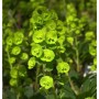Mandelblättrige Wolfsmilch Robbiae Staude mit leuchtend grünen Blättern und kleinen Blüten. Ideal für Garten & Beet.