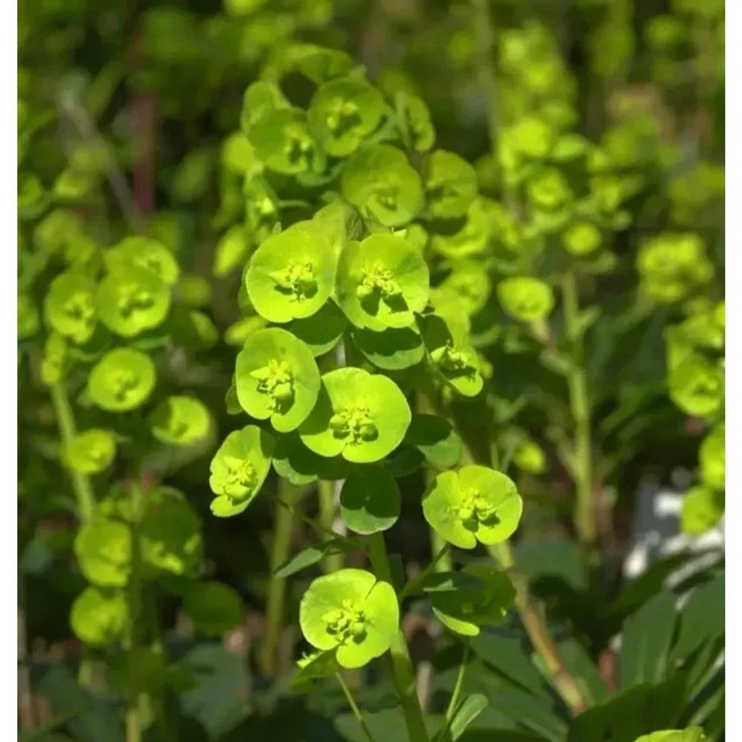 Mandelblättrige Wolfsmilch Robbiae - Euphorbia amygdaloides