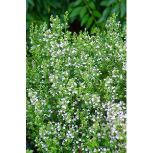 Blühende Bergminze 'Weißer Riese' im 9x9 cm Topf. Die Staude hat viele kleine, weiße Blüten.