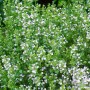 Blühende Bergminze 'Weißer Riese' im 9x9 cm Topf. Die Staude hat viele kleine, weiße Blüten.