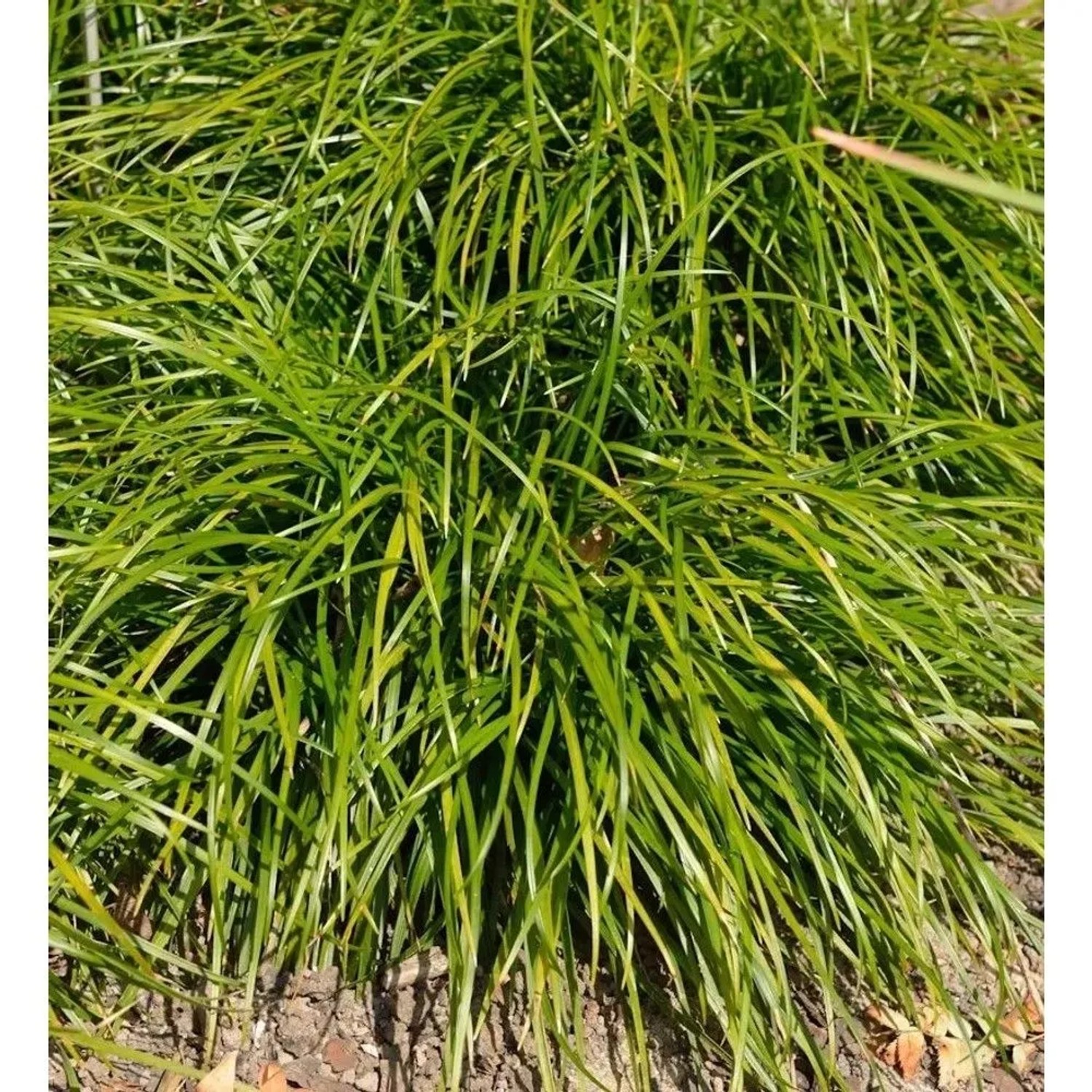 Schlangenbart - Ophiopogon japonicus