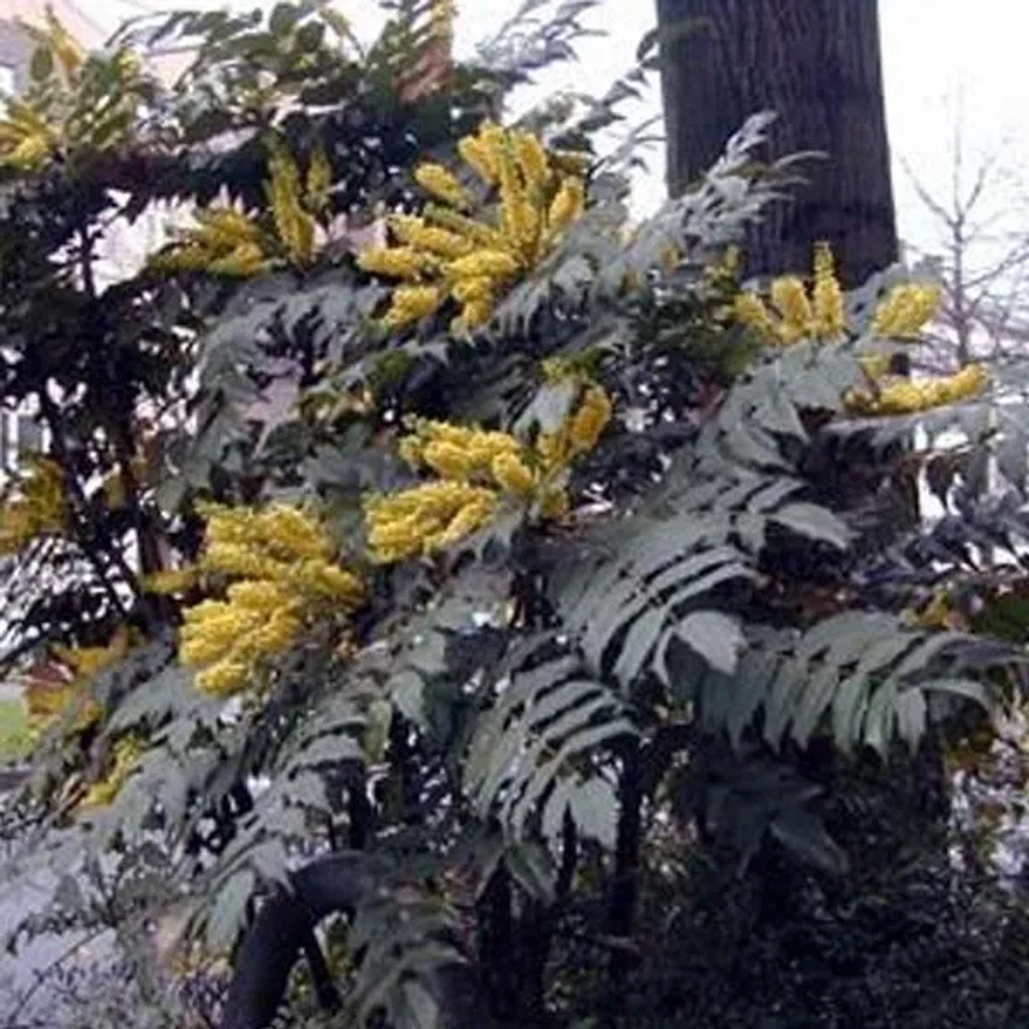 Mahonie 'Bealei' Mahonia japonica 50 bis 60 cm im Container Immergrün