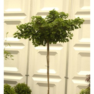 Hochstamm Kugel Fächerblattbaum (Ginkgo biloba) mit runder Krone und grünen Blättern.