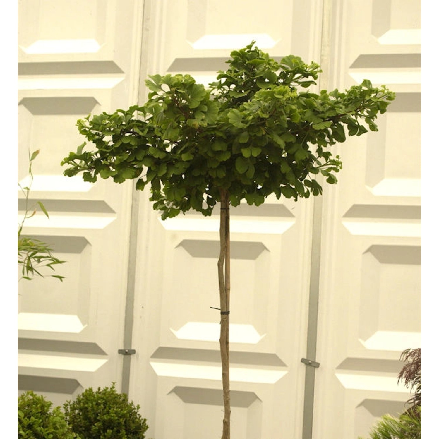 Hochstamm Kugel Fächerblattbaum 80-100cm - Ginkgo biloba günstig online kaufen