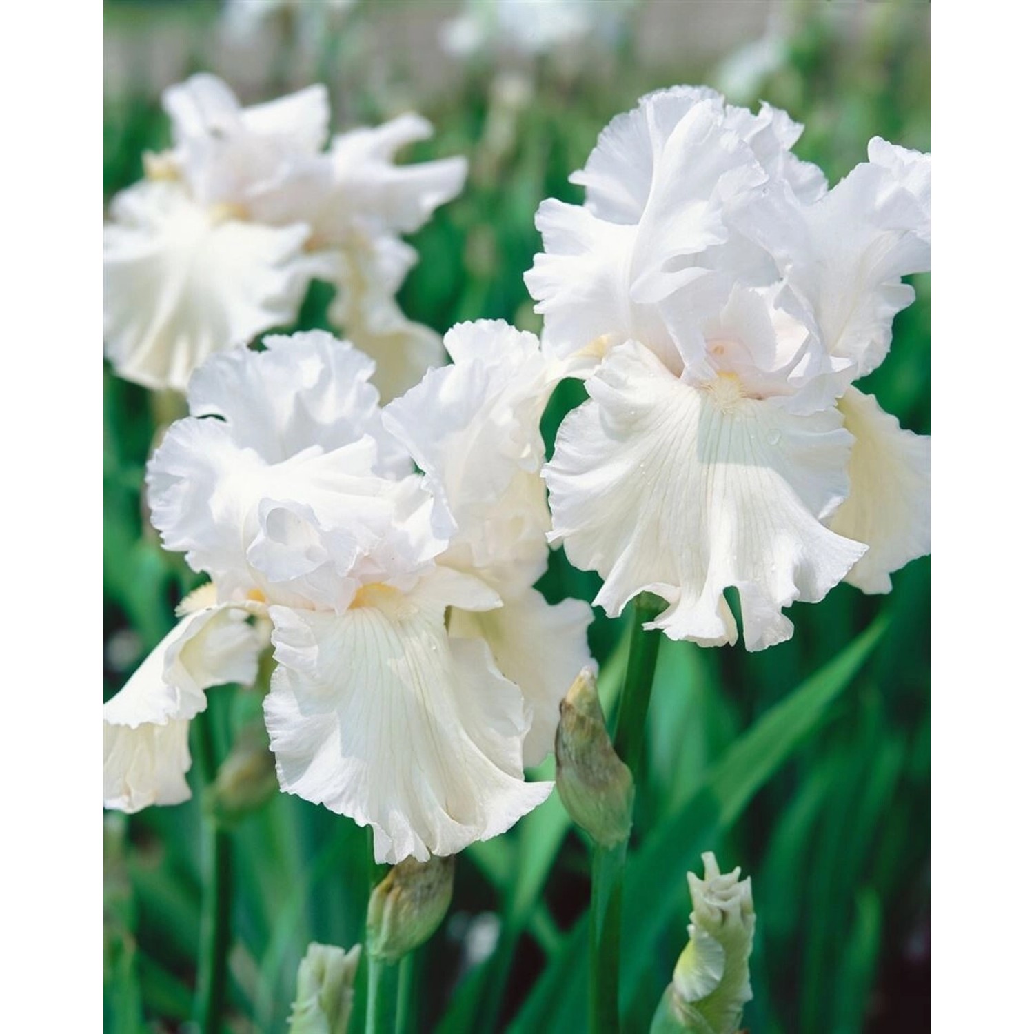 Iris X Barb.-Elat. Schwertlilie Constance Wattez Ca. 11x11 cm Topf günstig online kaufen