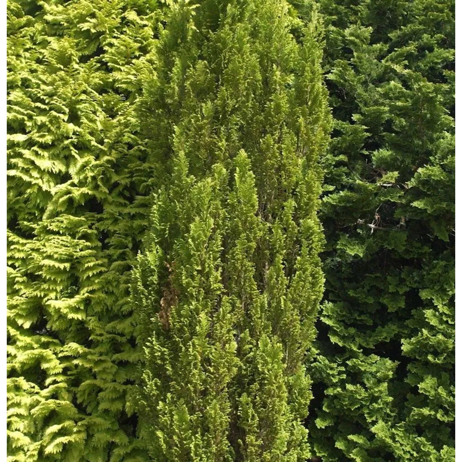 Kegelzypresse Ellwoodii Gold 25-30cm - Chamaecyparis,awsoniana