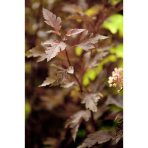 Rotlaubige Blasenspiere 'Summer Wine' (Physocarpus opulifolius) mit markantem, dunklem Laub.