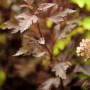 Rotlaubige Blasenspiere 'Summer Wine' (Physocarpus opulifolius) mit markantem, dunklem Laub.