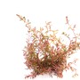 Rotala spec.HRa Aquariumpflanze, rot, 30-50cm, für Süßwasser Aquarien.