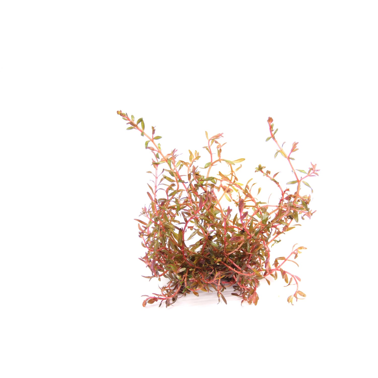 Dennerle Plants Aquariumpflanze Rotala spec.HRa 30-50 cm Rot