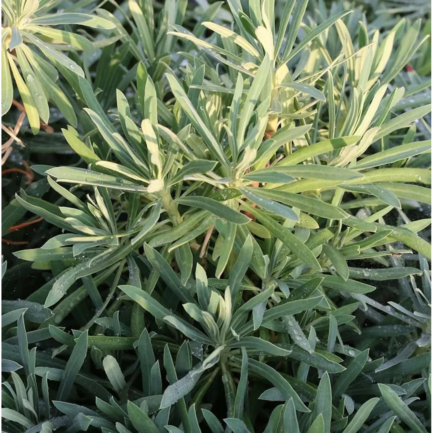 Zypressen Wolfsmilch Wulfen - Euphorbia characias