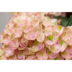 Nahaufnahme einer rosa Ballhortensie Magical im 5 l Topf. Bauernhortensie mit zarten Blüten.