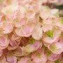 Nahaufnahme einer rosa Ballhortensie Magical im 5 l Topf. Bauernhortensie mit zarten Blüten.