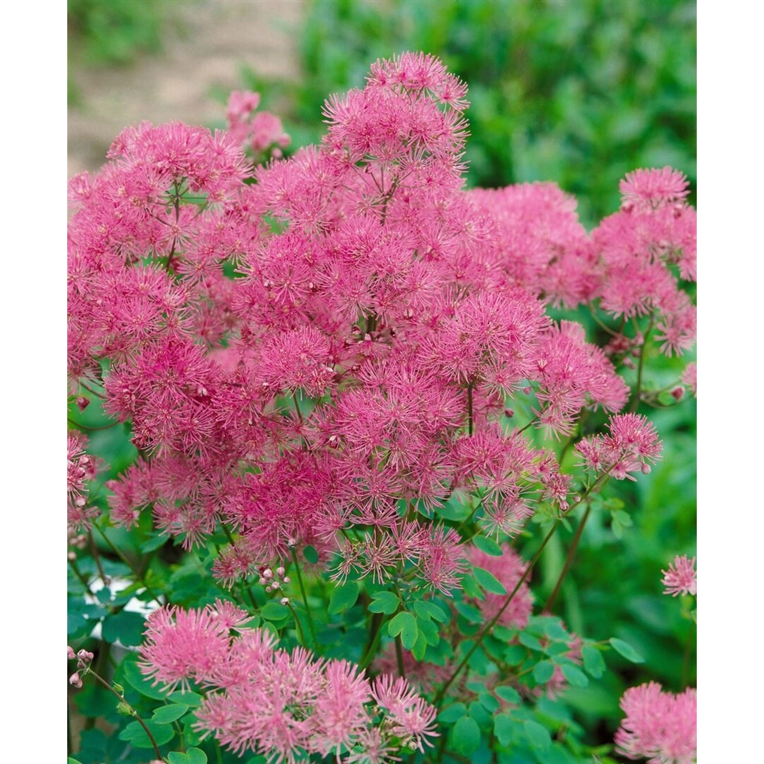 Thalictrum Aquilegifolium Thundercloud Akeleiblättrige Wiesenraute Ca. 11x1 günstig online kaufen