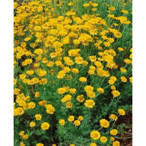 Färberkamille 'Kelwayi' im 9x9 cm Topf, Staude mit leuchtend gelben Blüten.