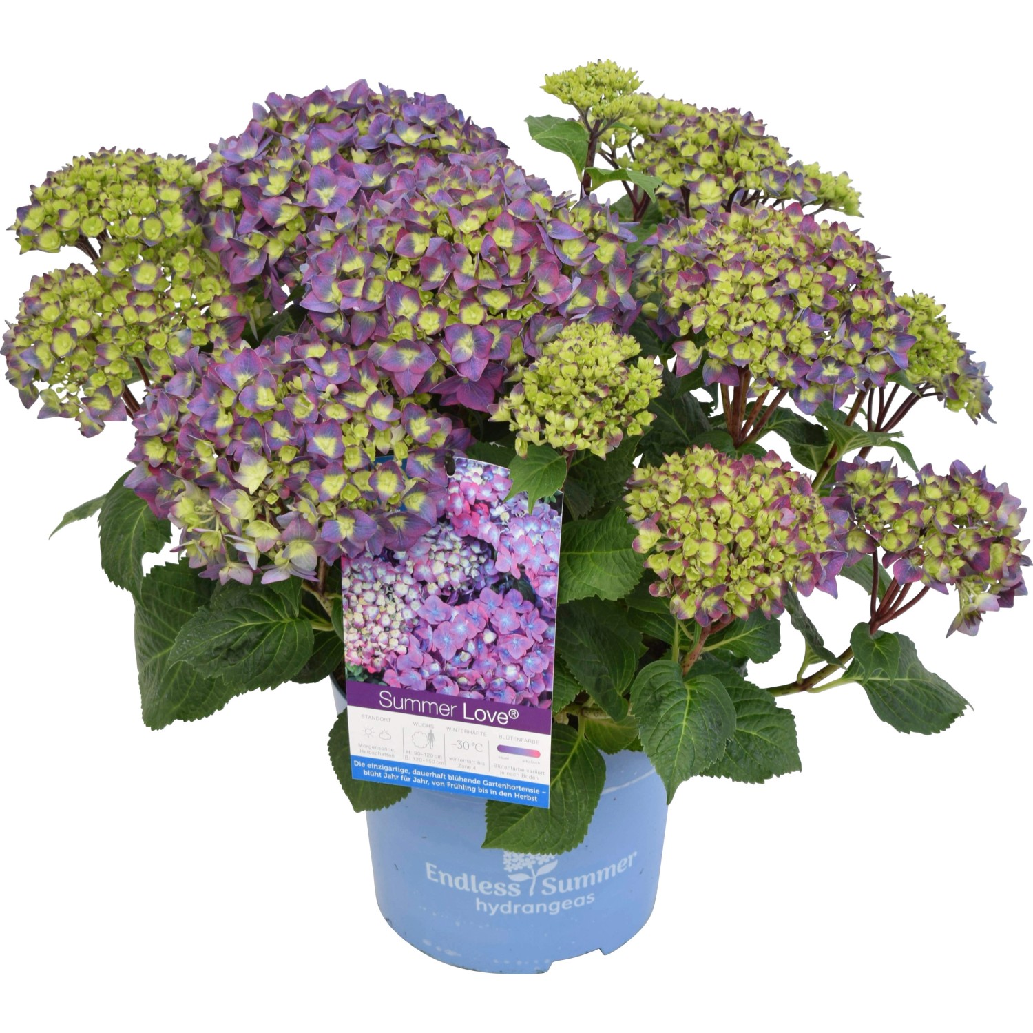 Hortensie Endless Summer Höhe ca. 30 - 40 cm Topf ca. 5 l Hydrangea günstig online kaufen