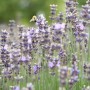 Blühender Echter Lavendel 'Munstead' mit einer Biene im Garten.