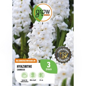 GROW by OBI Hyazinthe Carnegie Weiß 3 Stück Hyacinthus orientalis Carnegie
