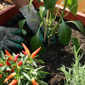 Einpflanzen mit Universal Pflanzerde 40L im Gartenbeet. Ideal für Gemüse, Obst und Zierpflanzen.